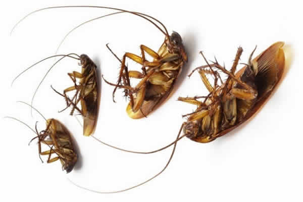 Methods to Get Rid of Cockroaches