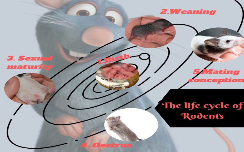 life cycle of Rodents