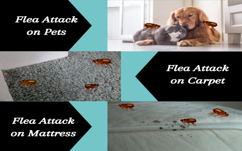 flea attack on pets