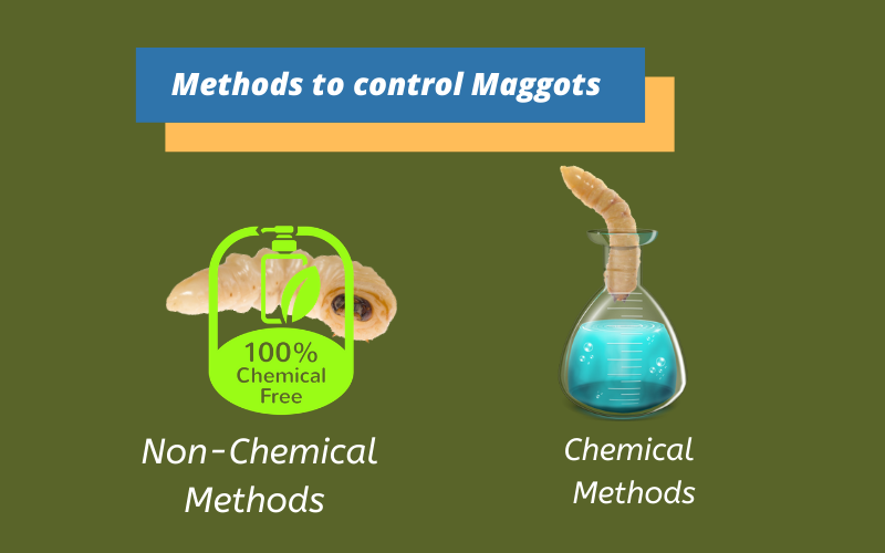 Methods to control maggots