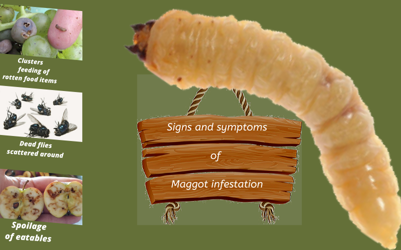 Signs and symptoms of Maggot infestation