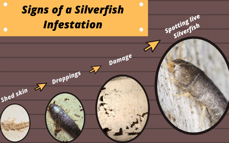 Signs of a silverfish infestation