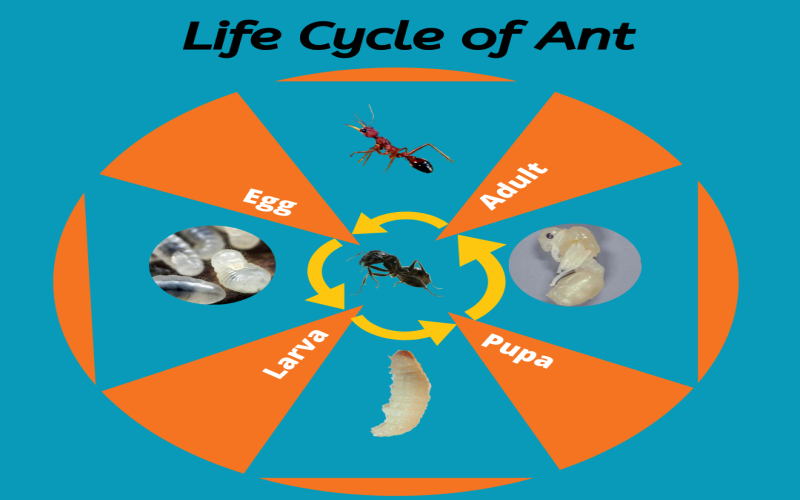 life cycle of ants