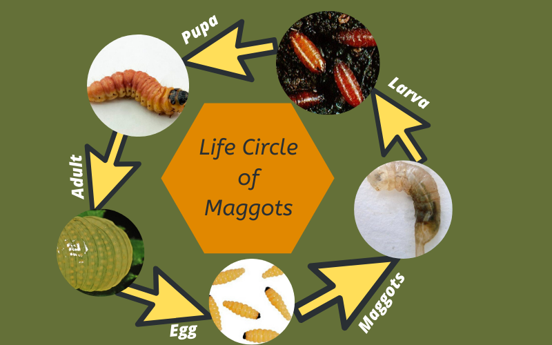 life cycle of Maggots