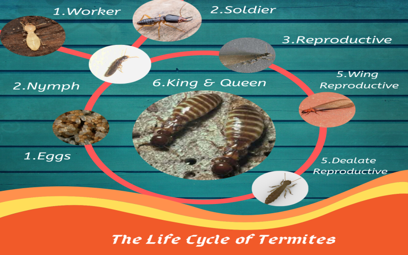 life cycie of termites