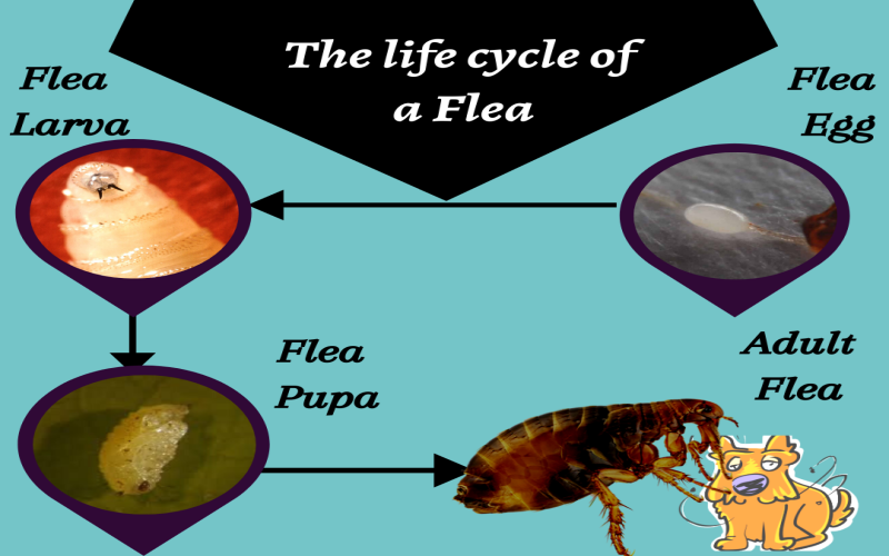 life cycle of a flea