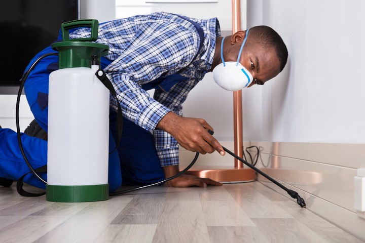 Benefits of Professional Pest Control Services at Home