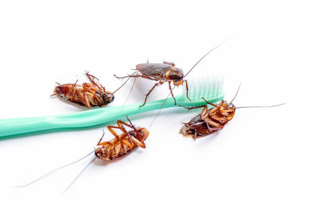 Cockroach on toothbrush