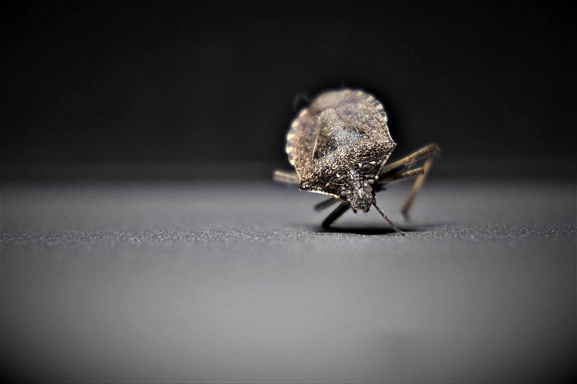 bedbug pest control