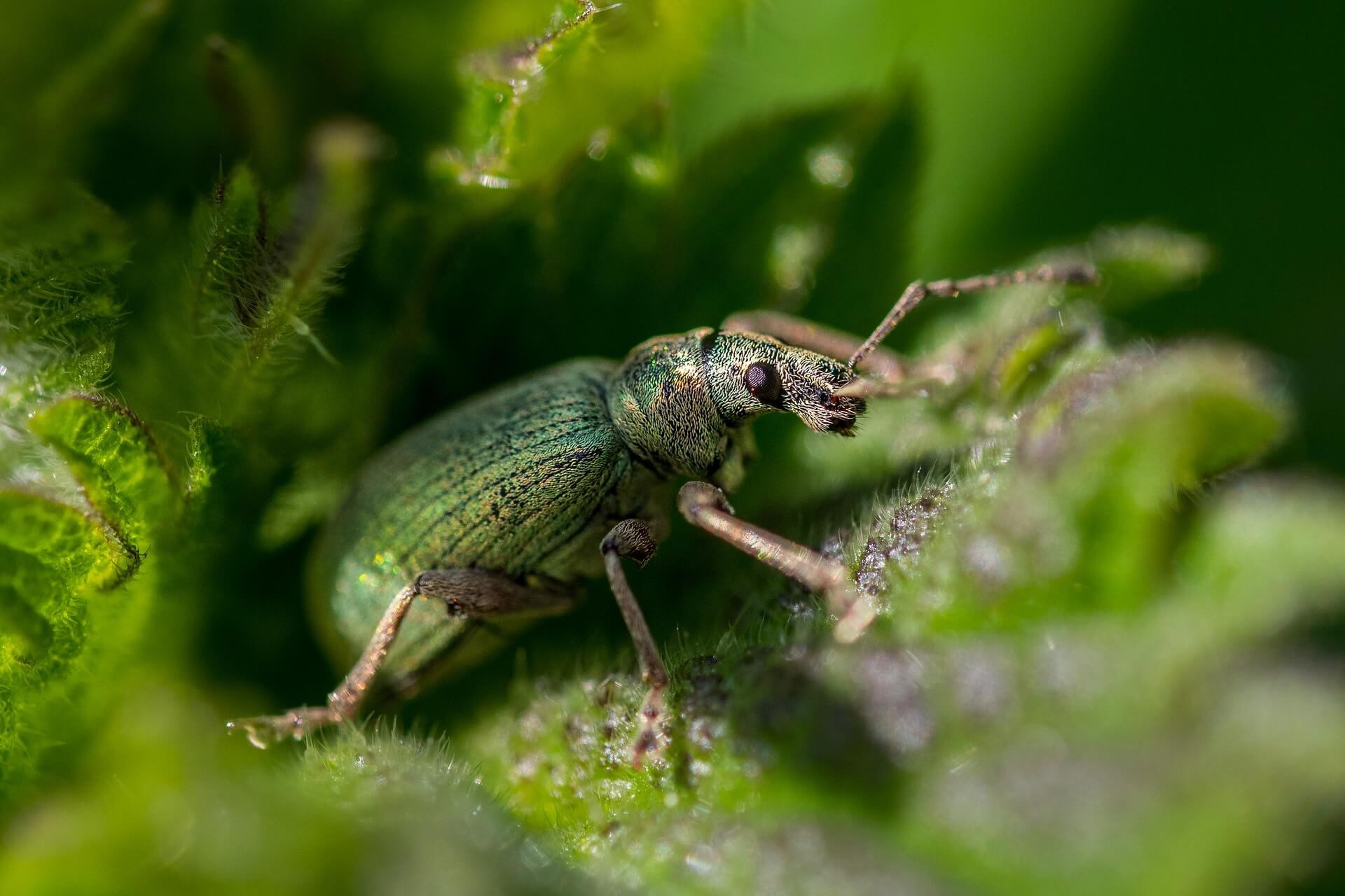 beetles pest control