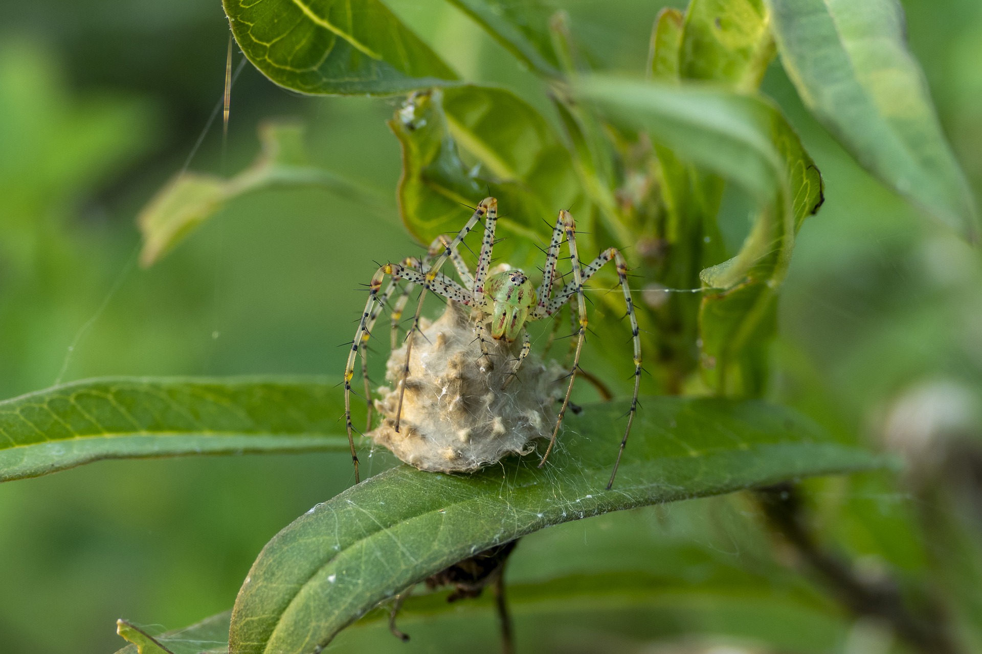 How to Remove Spider Egg Sacs