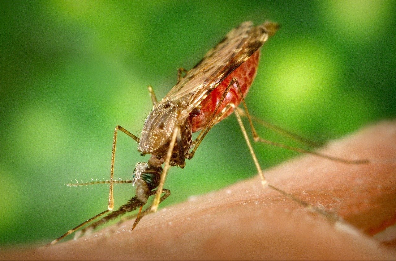 mosquito pest control service