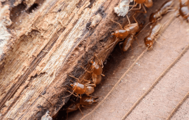 termites damage wood