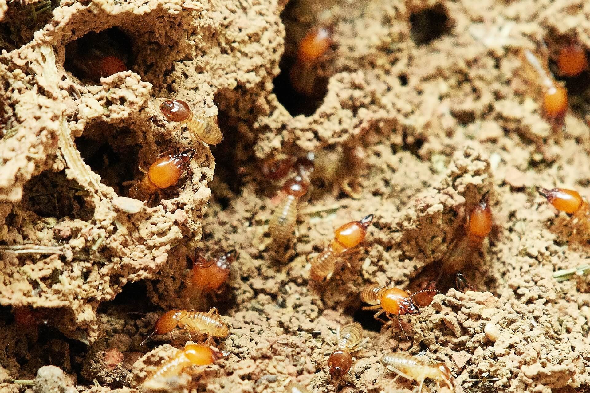 termite pest control