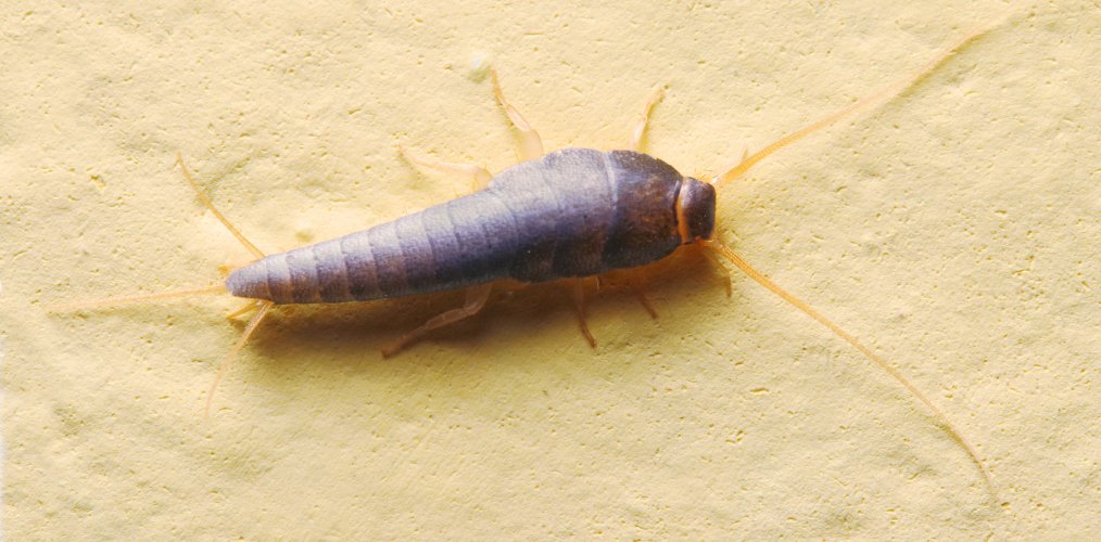 Silverfish is Harmful For Humans or Pets