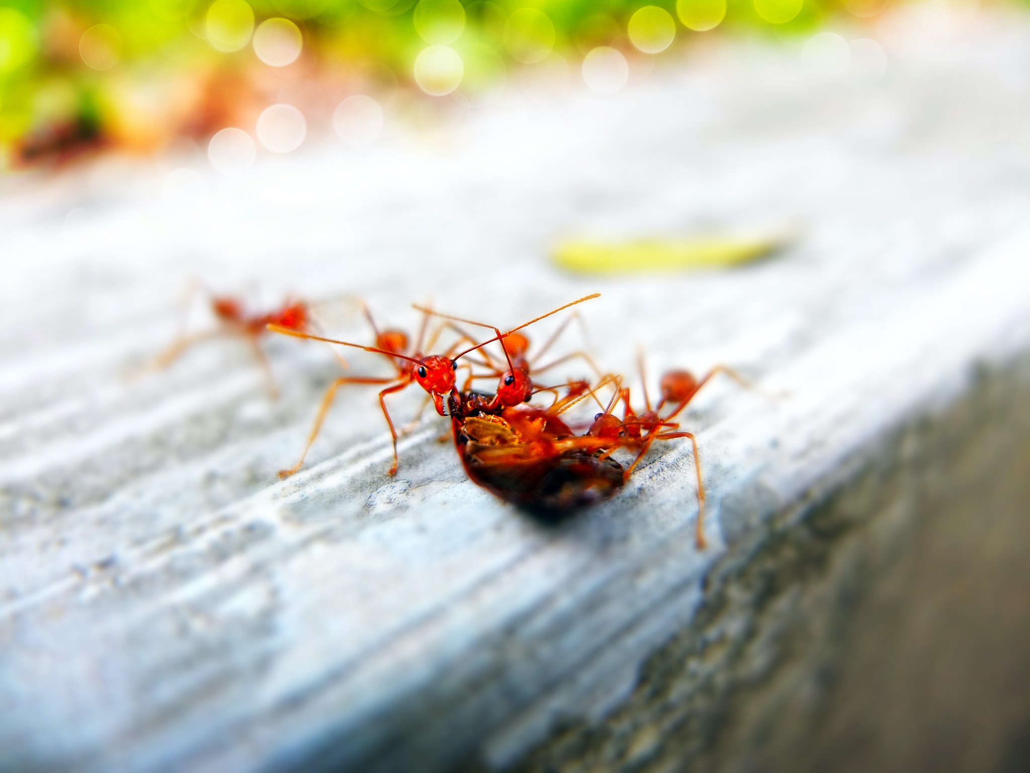 Ant Infestation in your home