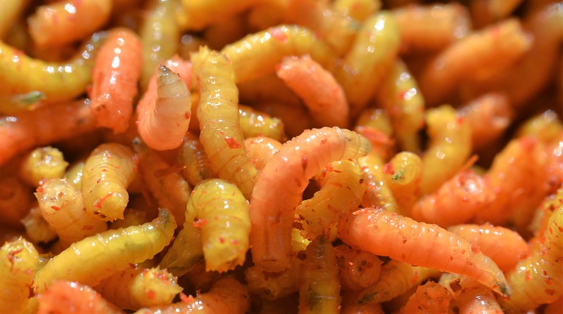 Geeting Rid of Maggots from your Home