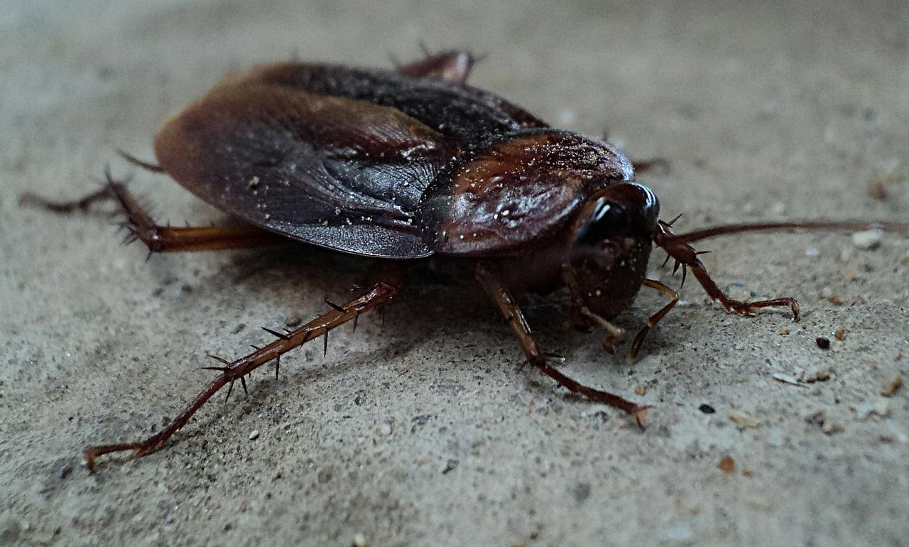 cockroach pest control in abbotsford