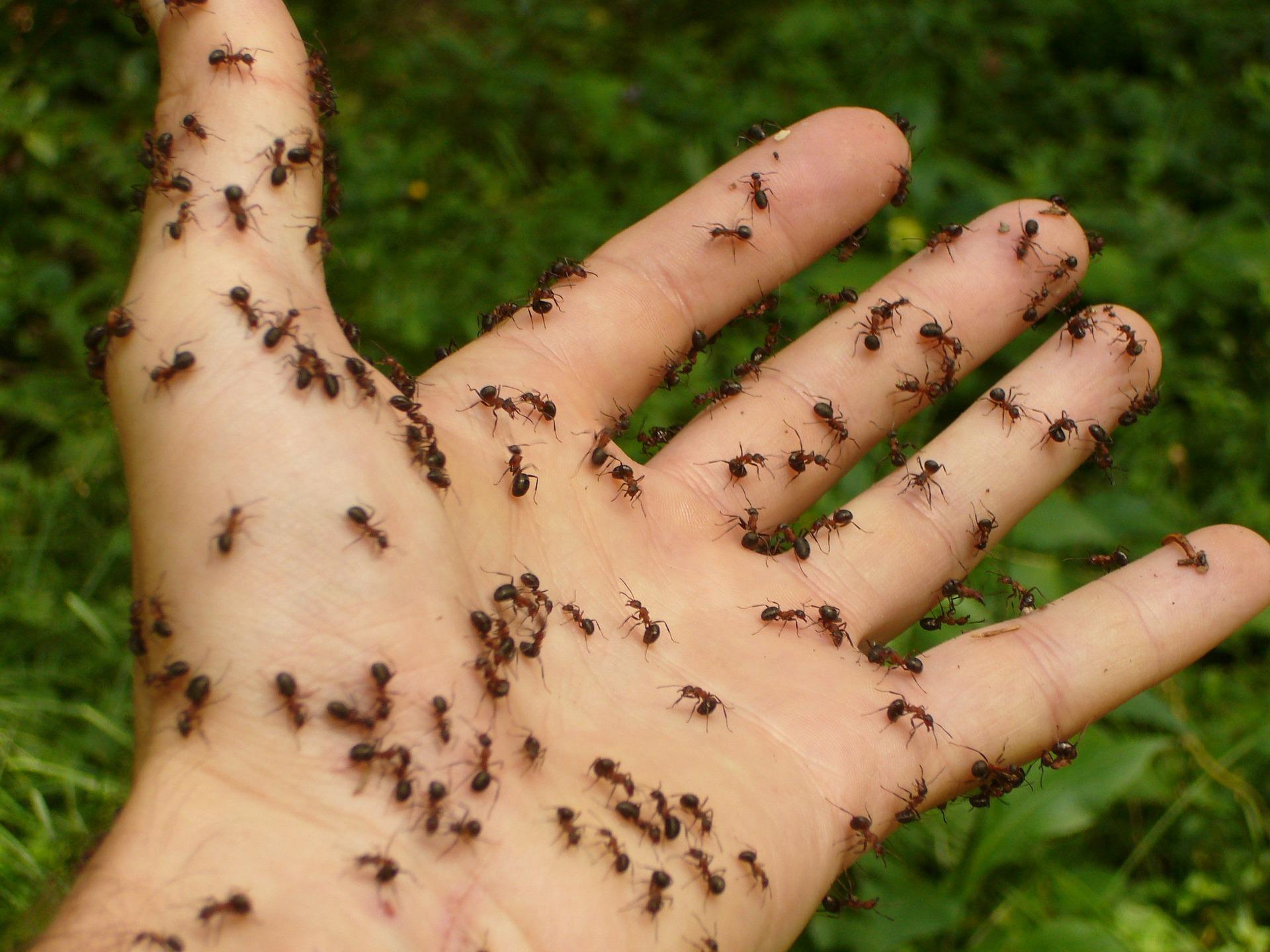 Ants Pest Control Moolap