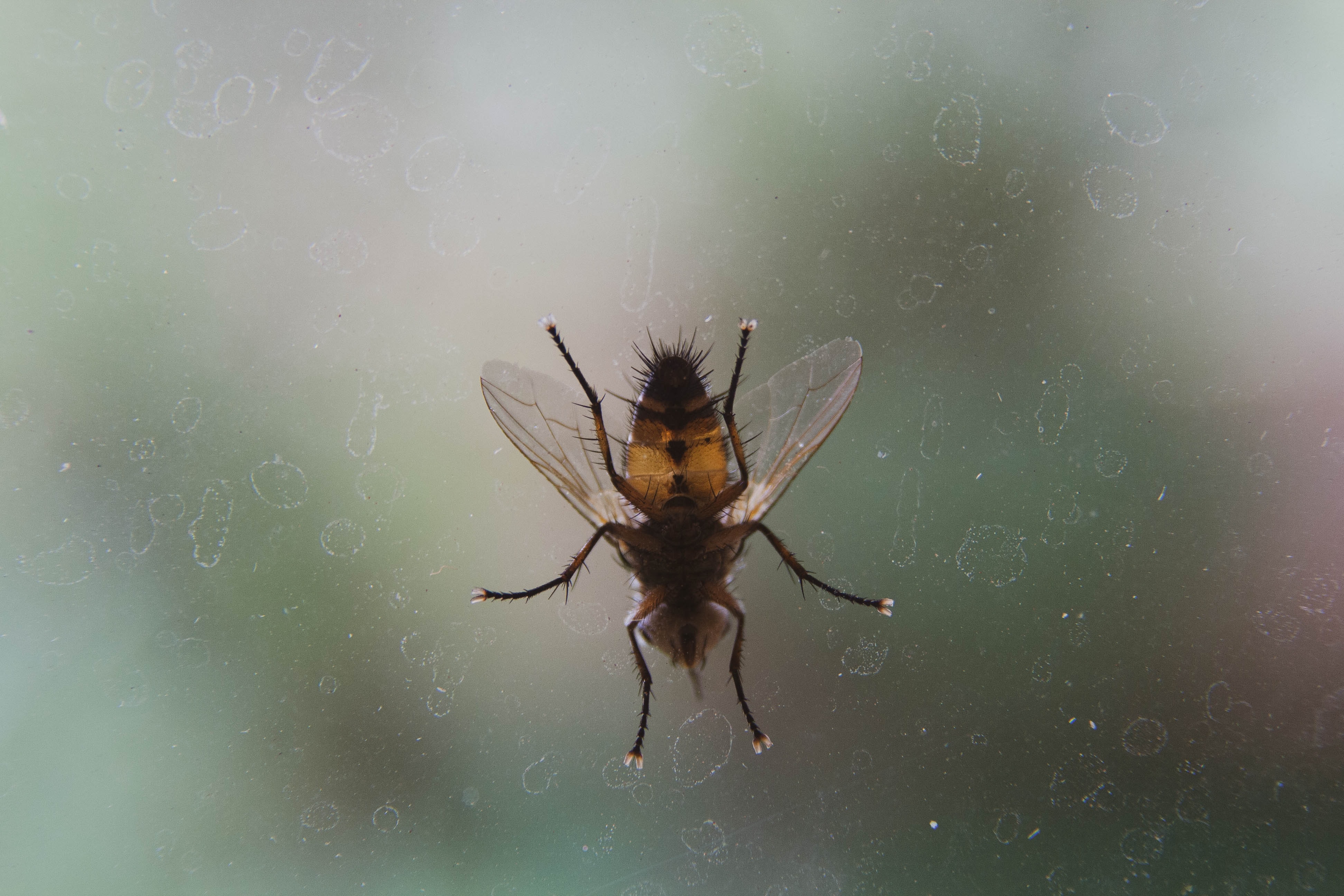 Intresteing Facts You May Know About Flies