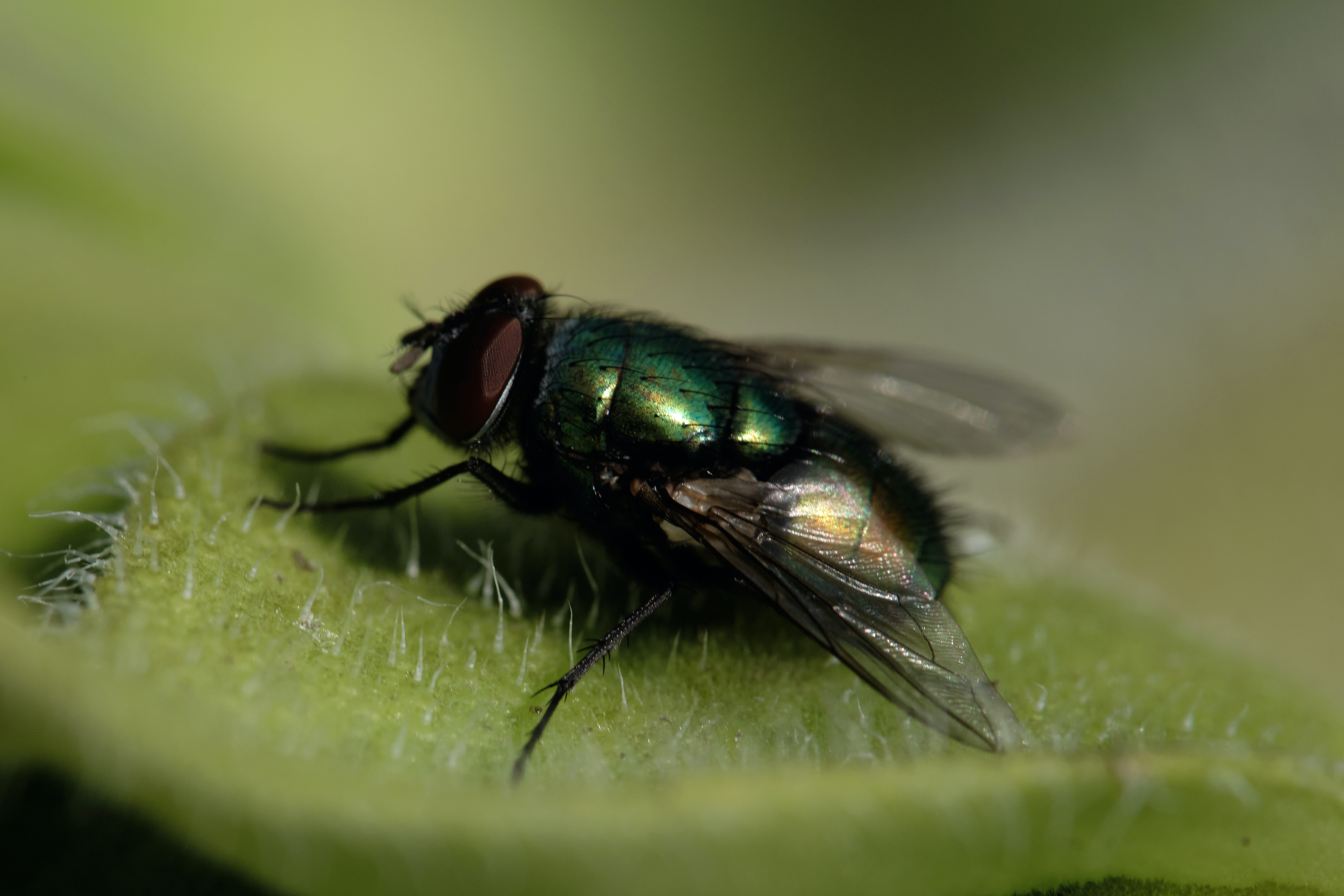 many diseases are transmitted by house flies